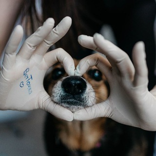 Telegram profile photo for ВетДоктор