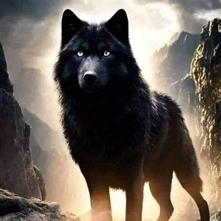 Telegram profile photo for Fox Free Signals