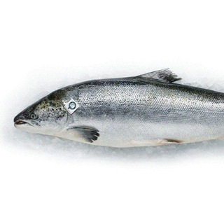 Telegram profile photo for Лосось рест🐟