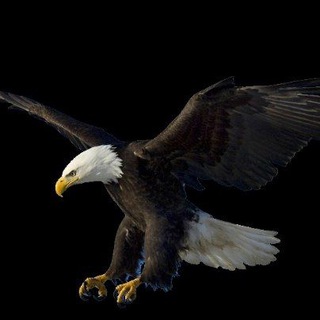Telegram profile photo for Grupo Reserva Águia 🦅🦅