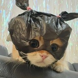 Telegram profile photo for Daget Kucing 🐈