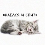Telegram profile photo for а че нет