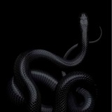 Telegram profile photo for 🐍 MEDUSA 🐍