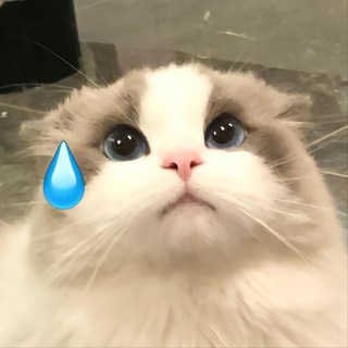 Telegram profile photo for 𝐋PM N𝐈SFA