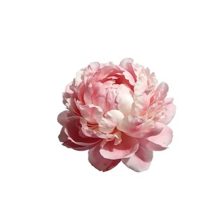 Telegram profile photo for 茉莉花茶