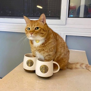 Telegram profile photo for Кудри каждый день