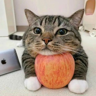 Telegram profile photo for Caskad