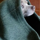 Telegram profile photo for Собачья жизнь