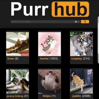 Telegram profile photo for PurrHub