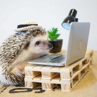 Telegram profile photo for ЁЖИК MONEY🦔