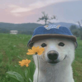Telegram profile photo for secret