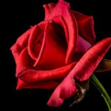 Telegram profile photo for Rose Premium Family