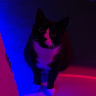Telegram profile photo for Филя & Ирис