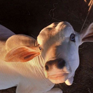 Telegram profile photo for Gau posting