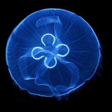 Telegram profile photo for Info 🫐
