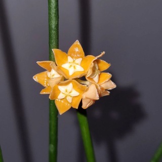 Telegram profile photo for HelenHoya🌿| Коллекция комнатных растений