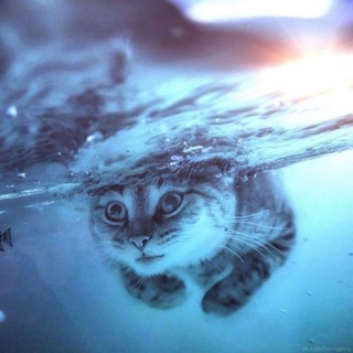 Telegram profile photo for MEMECATIN