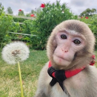 Telegram profile photo for Обезьяны 🐵 Манки 🐵 Мартышки