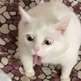 Telegram profile photo for Memer