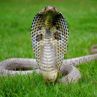 Telegram profile photo for Cobra