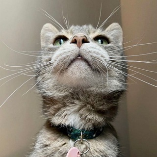 Telegram profile photo for Усы, лапы и хвост!