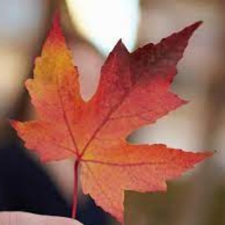 Telegram profile photo for TASA Canada Chat Basic