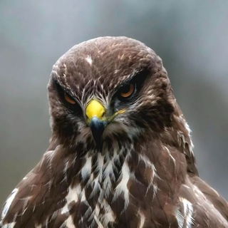 Telegram profile photo for disconnexia