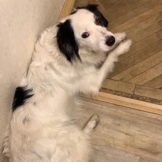Telegram profile photo for Фонд «Белый Бим». Якутск