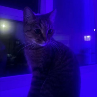 Telegram profile photo for луми - INFO
