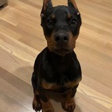 Telegram profile photo for Doberman!