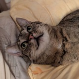Telegram profile photo for Idioms, phrases, words
