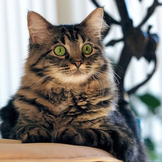 Telegram profile photo for $SASHA Portal