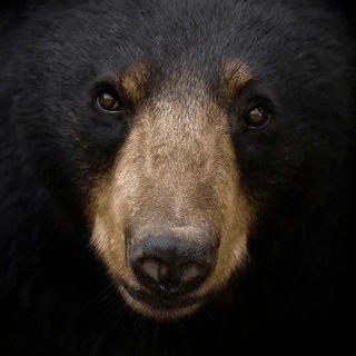Telegram profile photo for – БЕРЛИГА