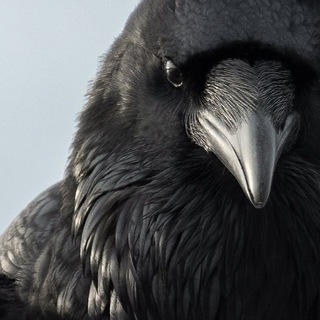 Telegram profile photo for Чертоги Севера