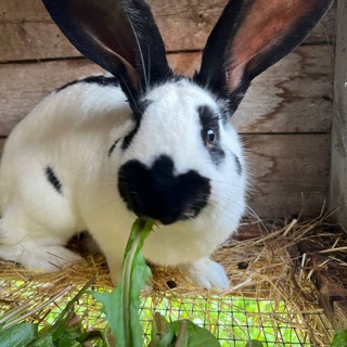 Telegram profile photo for Норка кролика 🐇