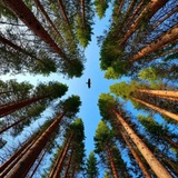 Telegram profile photo for Хвойное царство
