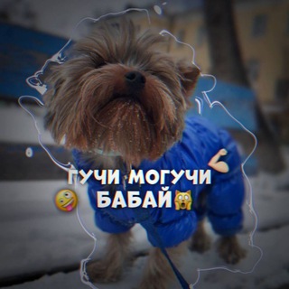 Telegram profile photo for Гучи, могучи, бабай. (канал про меня, пока собака не вернётся)