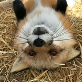 Telegram profile photo for all for the game confession