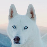 Telegram profile photo for Белые псы