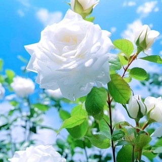 Telegram profile photo for ليطمئن قلبي