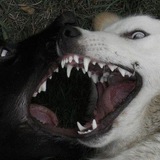 Telegram profile photo for кинокефалия