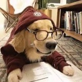 Telegram profile photo for زنقة الكلاب🏥