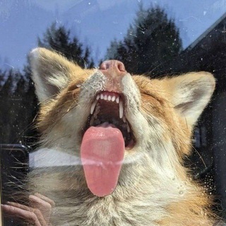 Telegram profile photo for лисня (foxes)