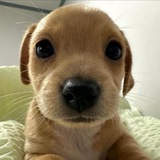 Telegram profile photo for глупая Киноварь 2.0.