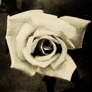 Telegram profile photo for The White Rose Brisbane