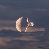 Telegram profile photo for النـــــــُّور