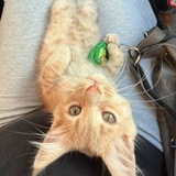 Telegram profile photo for Лапки