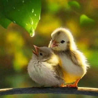 Telegram profile photo for ህልመኛዋ ወፍ🐥