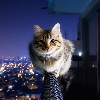 Telegram profile photo for Котиксы