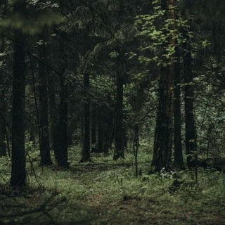 Telegram group profile photo for ОТЗЫВЫ forest.SHOP🌲
